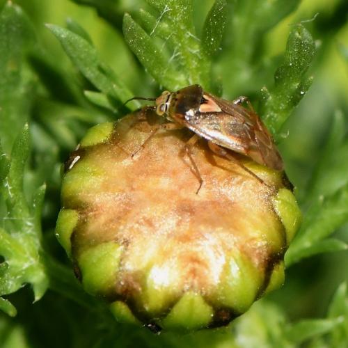 Lygus sp.